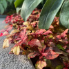 Отель D'Ambiience Private Pool & Garden Residence, фото 21