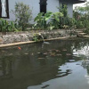 Отель Villa Bawean Terrace Cipanas, фото 13