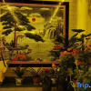 Отель Shengyi Hotel (Wutai Mountain Tourist Center Store), фото 12
