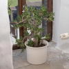 Отель City Gate Kremser Tor With Roof Terrace Garden and Parking lot, фото 6