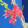 Отель The Coral Tree Homestay, фото 29
