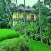 Отель Kencana House Ubud, фото 15