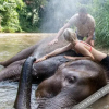 Отель Tawan Riverside - Elephant Resort, фото 44