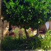 Отель La Font in Pollensa / Pollença, фото 13