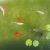Отель Country House Ciliegia Rossa, фото 20