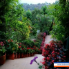 Отель Shaheen Bagh - A Luxury Resort & Spa, фото 17