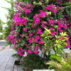 Отель Thien An Homestay, фото 15
