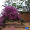 Отель Nuodeng Yuanse Homestay, фото 13