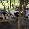 Отель Mida Creek Nature Camp, фото 33