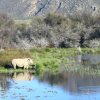 Отель Kuganha Tented Camp, фото 8