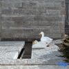 Отель Dali Yungu Park Garden Homestay (Bohai Swan Ecological Corridor), фото 15