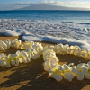 Отель Ocean Views 28Th Floor - Close To Beach - Parking, фото 16