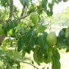 Отель B&B La Cascina Nel Frutteto, фото 16