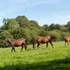 Отель Coolcormack Stud B&B, фото 8