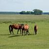 Отель FeWo WE 6402 Ferien u Angeln auf Rügen-ruhige Lage,Garten!, фото 13