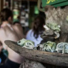 Отель Life for Life Sea Turtle Conservation And Lodging, фото 8
