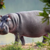 Отель Victoria Lake View Guest House & Safaris, фото 23