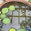 Отель Zhongbang Tribe Homestay, фото 5