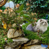 Отель Lijiang Ancient City Langxue Courtyard Cat Cafe Homestay (Dayan Ancient Town Branch), фото 15