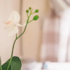 Отель Quintilis Home, фото 4