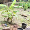 Отель Sor Sawo Krebet Homestay Syariah, фото 13