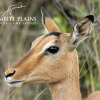 Отель Nambiti Plains Private Game Lodge, фото 19