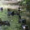 Отель Cabañas Parque Salto Del Laja, фото 11