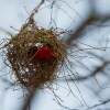 Отель Sunbird Thawale, фото 18