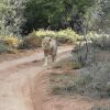 Отель Gondwana Family Lodge, фото 19