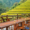Отель Fei Fan Seasons·Guest House, фото 3