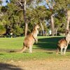 Отель Novotel Swan Valley Vines Resort, фото 20