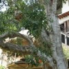 Отель Casa Comala, фото 1