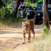 Отель The Fern Ranthambore Forest Resort, фото 12