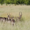 Отель Woodlands Game Lodge Leisure, фото 25