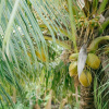 Отель Saipan Emerald Villa, фото 23