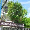 Отель Okinawa Hostel Yanbaru Fukuro, фото 19