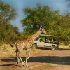 Отель Tlouwana Camp, фото 39