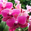 Отель B&B RosaViola, фото 14