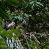 Отель Estación Biológica Tamandua, фото 10