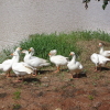 Отель Fazenda Pirâmides, фото 23
