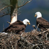 Отель The Nest at Eagles Landing, фото 18