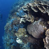 Отель Turtle Bay Dive Resort, фото 31