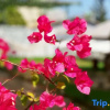 Отель Yiyuan Yameng Homestay (Weizhou Island Colorful Beach Scenic Area), фото 21