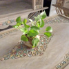 Отель T.T. guesthouse, фото 10