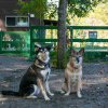 Отель Azumino Onsen Dog Run Oyado Tantan, фото 1