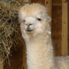Отель Dartmoor Reach Alpaca Farm, фото 20