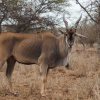 Отель Oldonyo Orok Camp, фото 25
