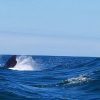 Отель Royal Whale Watching, фото 26