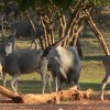 Отель Ohange Namibia Lodge, фото 14