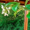 Отель Sapanca Masb Bungalov, фото 12
